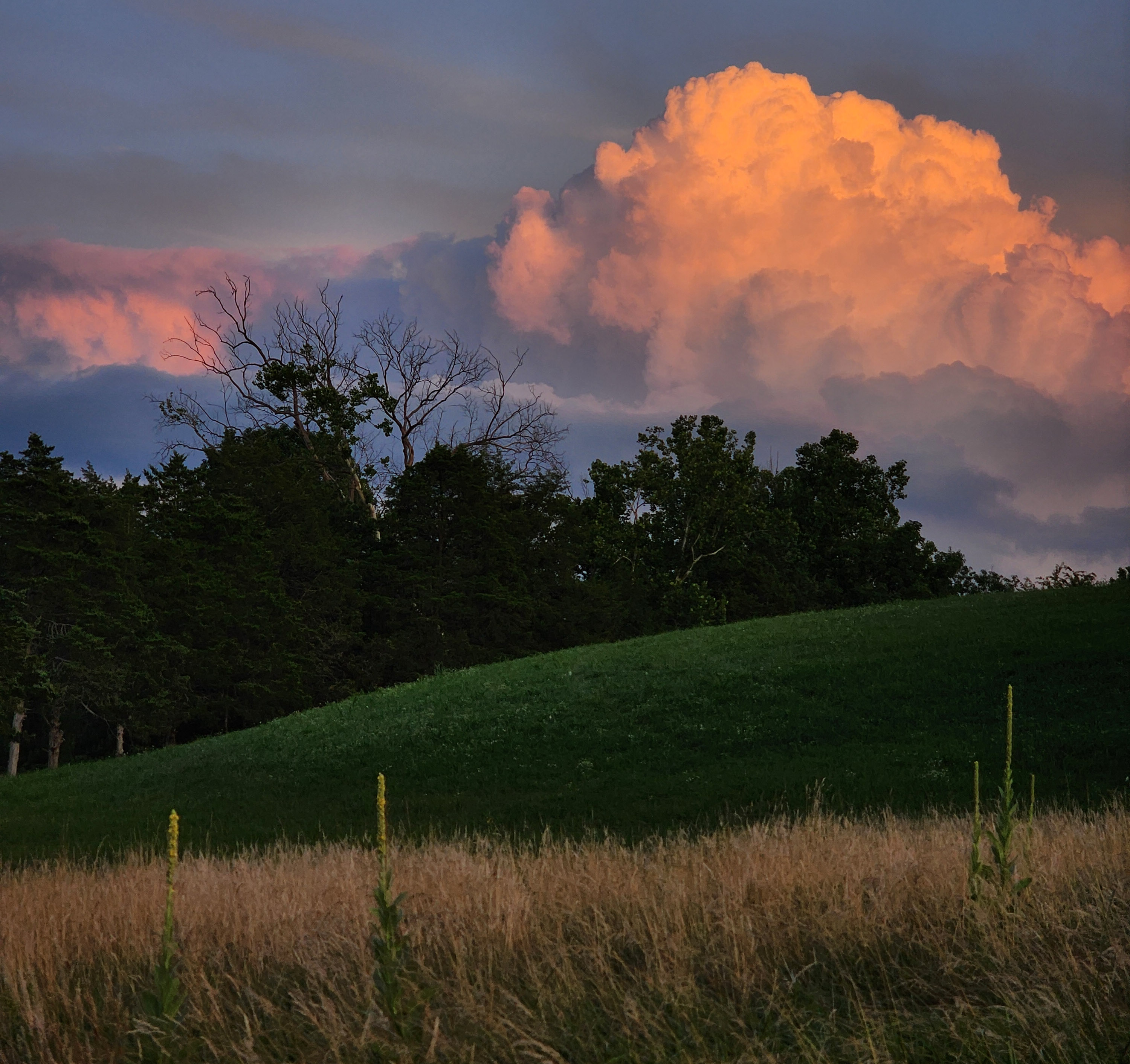 Landmetrics - Mullin in a field at sunset